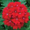 Verbena Lanai 'Red'