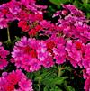 Verbena Lanai 'Upright Bright Pink'