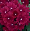 Verbena Lanai 'Upright Magenta'