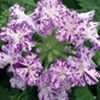 Verbena Lanai 'Upright Purple Mosaic'