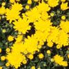 Chrysanthemum Dawn