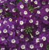 Verbena Lanai 'Upright Violet'