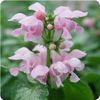 Spotted Dead Nettle