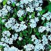 Myosotis Victoria 'Indigo Blue'