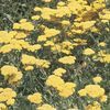Achillea Moonshine