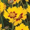 Coreopsis Heliot 'Golden Yellow'