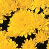 Chrysanthemum Golden Marilyn