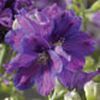 Delphinium Delfix 'Violet Blue'