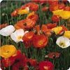 Papaver Champagne Bubbles 'Mix'