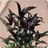Penstemon Husker 'Red'