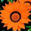 Gazania Gazoo 'Orange with Ring'