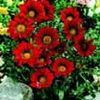 Gazania Gazoo 'Red with Ring'