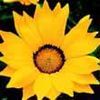 Gazania Gazoo 'Yellow with Ring'