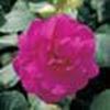 Impatiens Double Tioga Compact 'Purple'