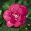 Impatiens Double Tioga Compact 'Rose'