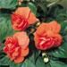 Impatiens Double Tioga Compact 'Citrus'