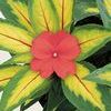 Impatiens New Guinea Painted Paradise 'Orange'