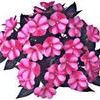 Impatiens New Guinea Paradise 'Fuchsia on Lavendar'