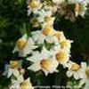 Nemesia Angelart 'Almond Improved'