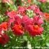 Nemesia Angelart 'Cherry'