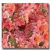 Nemesia Angelart 'Peach'