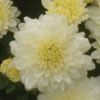 Chrysanthemum Wilma White