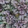 Ajuga Reptans 'Metallica'