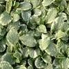 Ajuga Reptans 'Silver Queen'