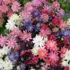 Aquilegia Clementine 'Mix'