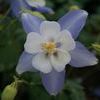 Aquilegia Origami 'Blue & White'