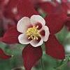 Aquilegia Origami 'Red & White'