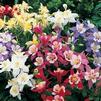 Aquilegia Origami 'Mix'