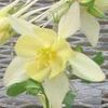 Aquilegia Origami 'Yellow'