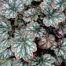 Heuchera Color Dream