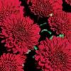 Chrysanthemum Brandi Burgundy