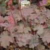 Heuchera Fireworks