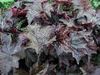 Heuchera Molly Bush