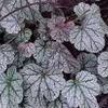 Heuchera Silver Scrolls