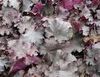 Heuchera Stormy Seas