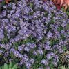 Myosotis Bluesylva