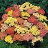 Achillea Summer Pastels