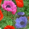 Anemone Harmony 'Mix'