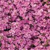 Arabis Little Treasure 'Deep Rose'