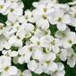 Arabis Little Treasure 'White'