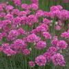 Armeria Joystick 'Lilac'