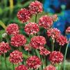 Armeria Joystick 'Red'
