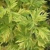 Artemisia Vulgaris 'Oriental Limelight'