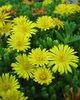 Delosperma Semi Trailing 'Nubigenum'