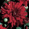 Chrysanthemum Raquel