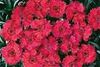 Dianthus Fire Star